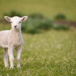 Behold The Lamb of GOD