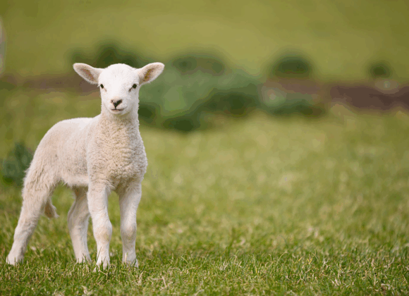 Behold The Lamb of GOD