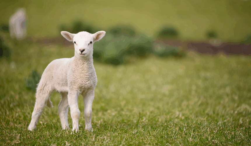 Behold The Lamb of GOD